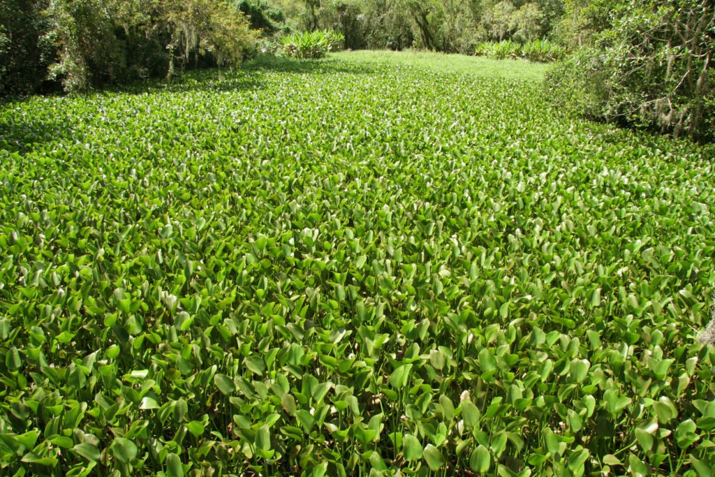 Pond Plants for Koi - Water Hyacinth