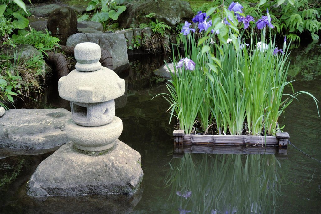 Pond Plants for Koi - Water Iris