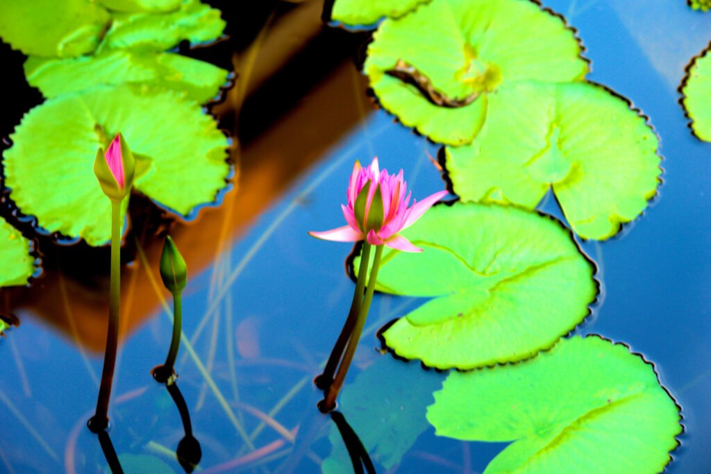 Pond Plants for Koi - Water Lily