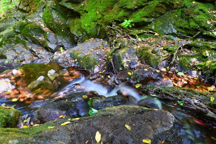 stream water nature in the backyard